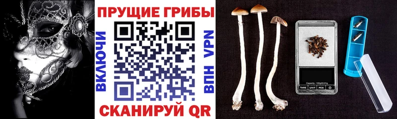 Галлюциногенные грибы Cubensis  Купить  Вытегра 